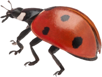 Seven Spot Ladybird Cutout